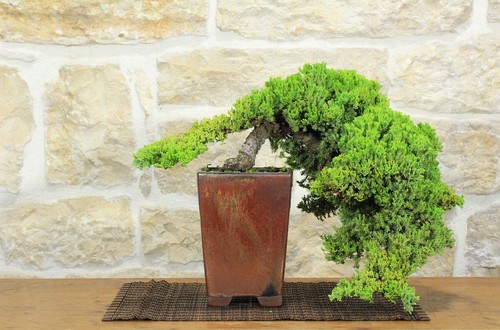 Bonsai ginepro procumbens - bonsai,