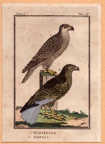 Uccelli girifalco arpaja - uccelli,