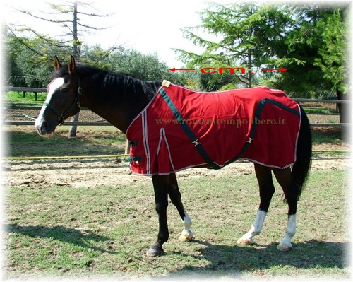Coperta per cavallo - , in