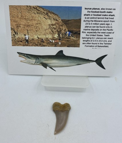 Dente con gancio mako - gancio,
