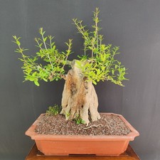 PRE BONSAI ESEMPLARE  DI