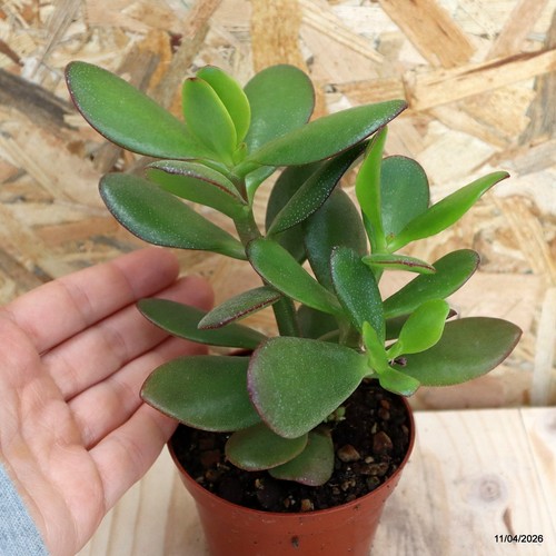Crassula ovata vaso cm - ovata,