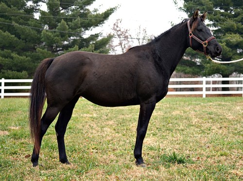 Quarab horse american glossy - horse,