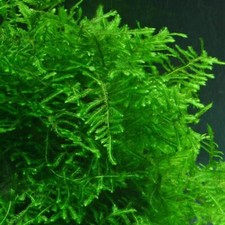Java Moss Scaffale per Crescita Rete Ledge Acquario Piante Riposo Gamberetti Betta Pesce Serbatoio