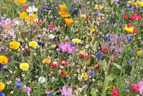 Semi fiori selvatici - di,
