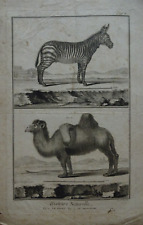 GRANDE INCISIONE XVIII°