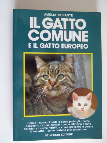Gatto comune il - il,