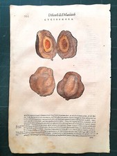 MATTIOLI MATTHIOLI Erbario a