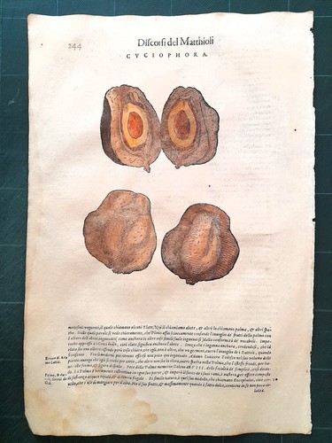 Mattioli matthioli erbario - mattioli,
