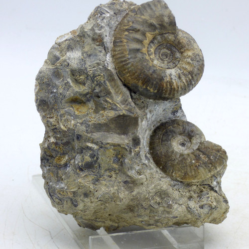 Jurassic ammonite fossil - jurassic,