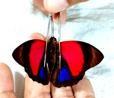 agrias claudina ssp lugens