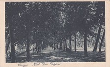 VIAREGGIO - Viale Gino Capponi 1928