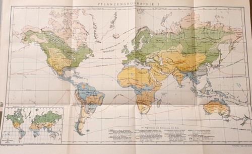 Antica mappa 1898 - mappa, flora