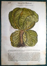 Stampa antica MATTIOLI MATTHIOLI erbario BRASSICA botanica 1585 Antique print