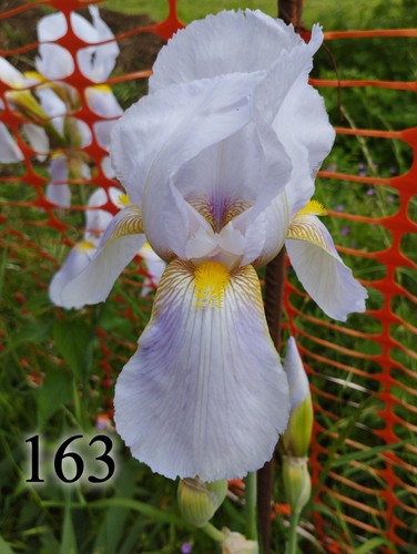 Rizomi iris germanica - 5,