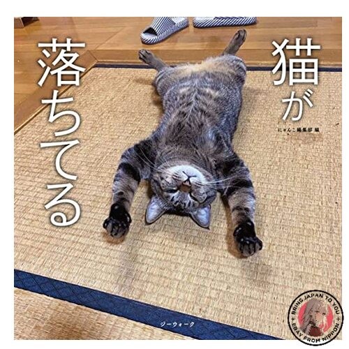 Gatti sdraiati collezione di - -,