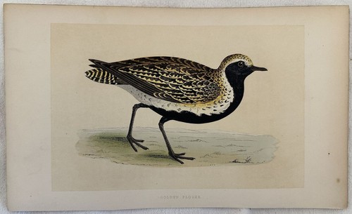 Golden plover piviere - plover,