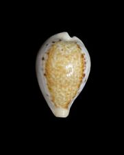 Seashell  Cypraea hungerfor
