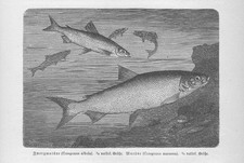 Marena Nano Stampa Su Legno Del 1892 Coregonus Maraena Pesci