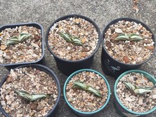 Rara Agave titanota triste