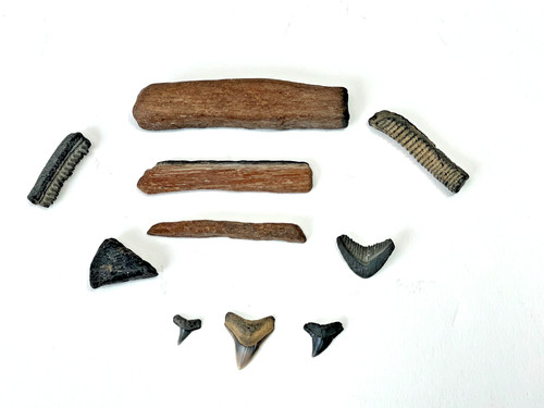 Piastre dentali raggi di - piastre,