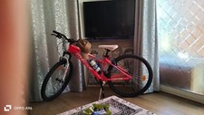 Bicicletta donna numero - da,