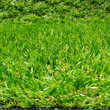 Rotolo Di Tappeto Erboso