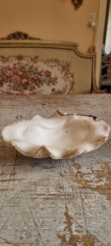 Beautifull tridacna gigas - gigas, clam