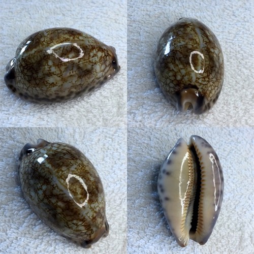 Cypraea grayana sur oman - cypraea, grayana,
