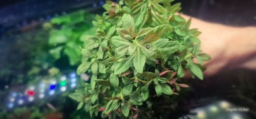 Limnophila mini 15stems 15cm - mini,