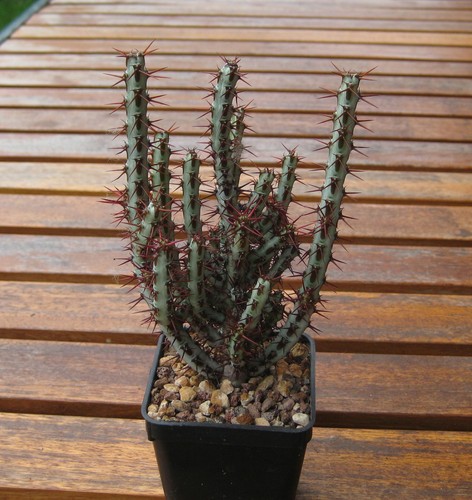Euphorbia aeruginosa nord - euphorbia,