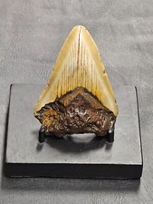 3 3/4" Dente di Squalo