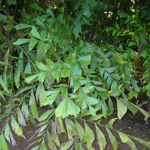 Palma coda pesce caryota - a, (caryota