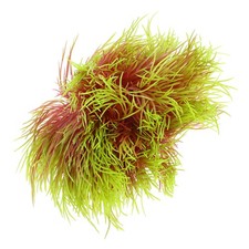 Piante Acquario Finte