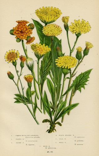 Stampa botanica antica 1899 - botanica,