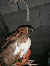 18 Uova Feconde/Fertili di