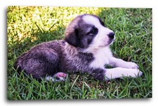 Tela/Cornice Piccolo cucciolo