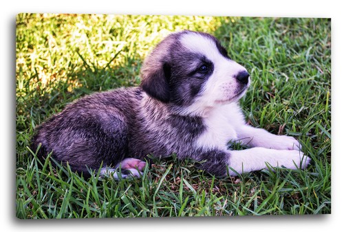 Tela cornice piccolo cucciolo - tela/cornice,