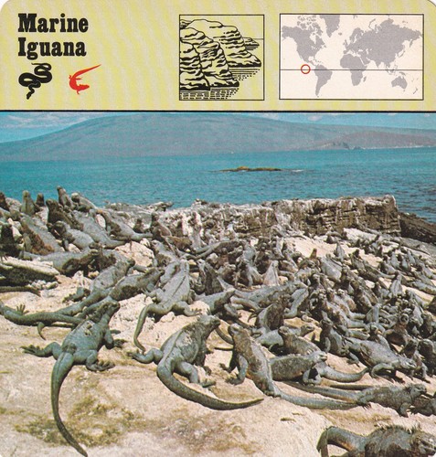 Marine iguana the - iguana, only