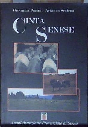 Pacini scatena cinta senese - cinta,