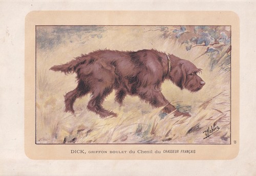 Stampa griffon boulet dog - dog, 1896