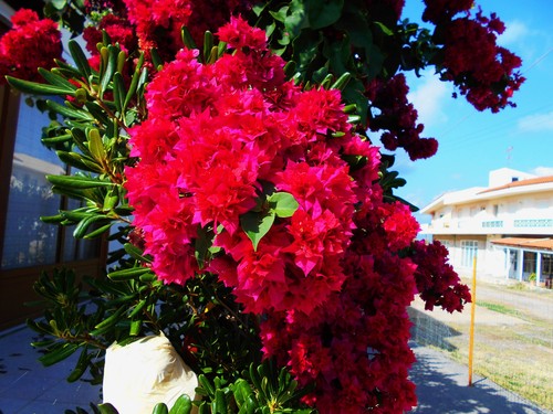 Bougainvillea klong fire - bougainvillea,