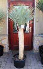 Yucca rostrata, tronco