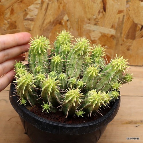 Euphorbia enopla variegata