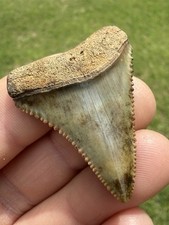 Museum Quality NC River grande