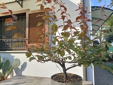 Prebonsai di Mirabolano