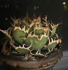 Rara vendita boutique Agave