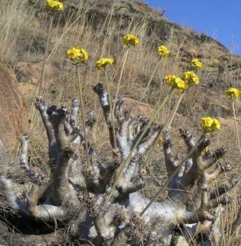 Pachypodium densiflorum var