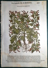 Stampa antica MATTIOLI MATTHIOLI erbario ATRIPLICE botanica 1585 Antique print