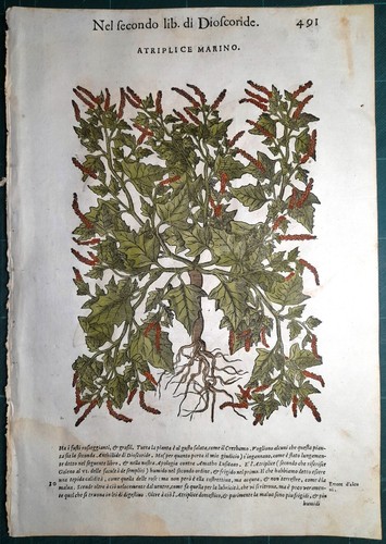 Stampa antica mattioli - stampa,